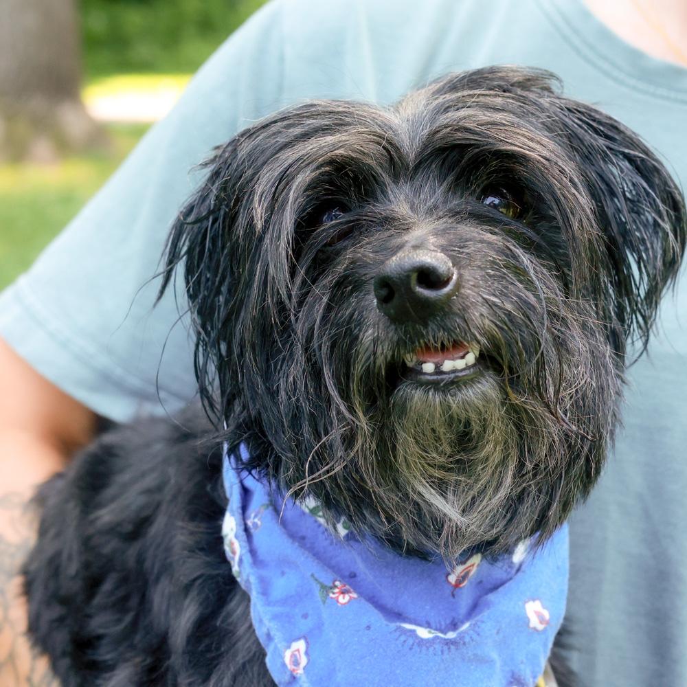 Sully (Male), adopted, Adult Male Scottish Terrier & West Highland White Terrier / Westie.