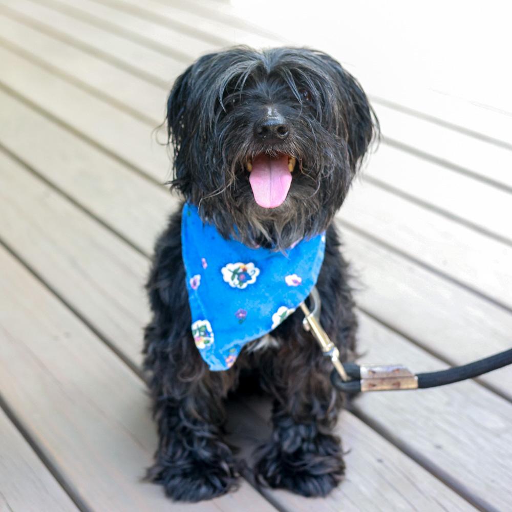 Enlarge Sully (Male), an adopted mixed breed in West Grove, PA image 3/6