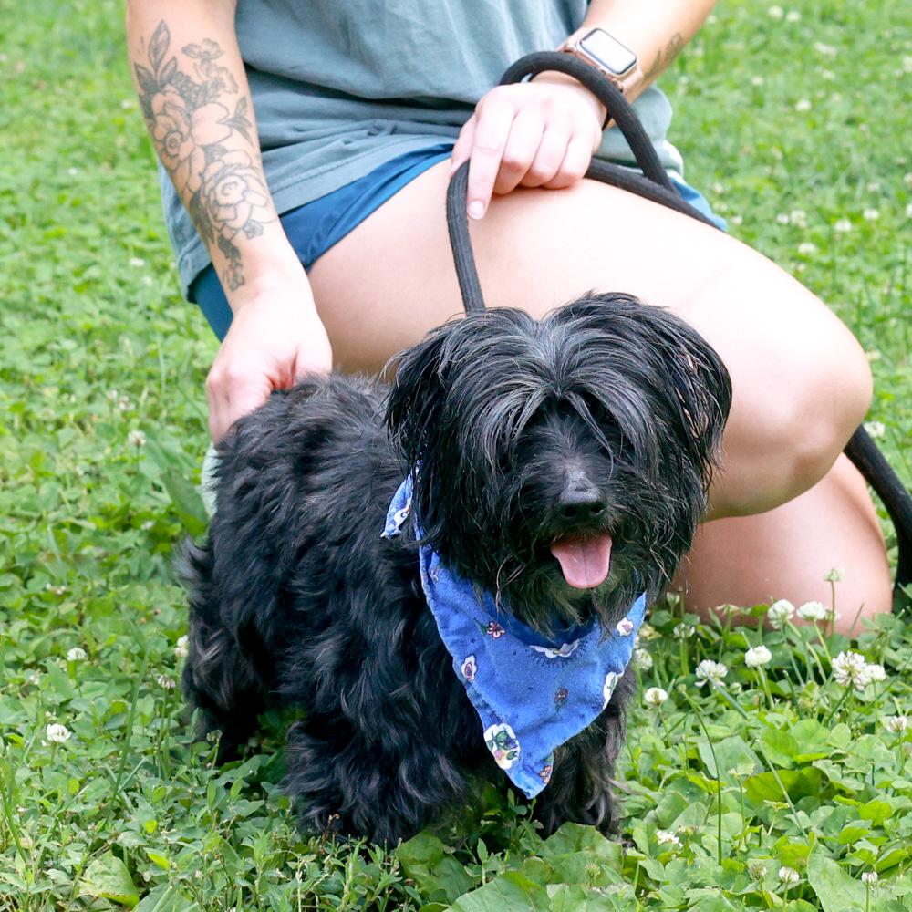Enlarge Sully (Male), an adopted mixed breed in West Grove, PA image 2/6