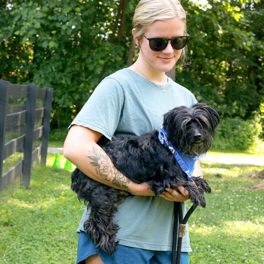 Enlarge Sully (Male), an adopted mixed breed in West Grove, PA image 5/6