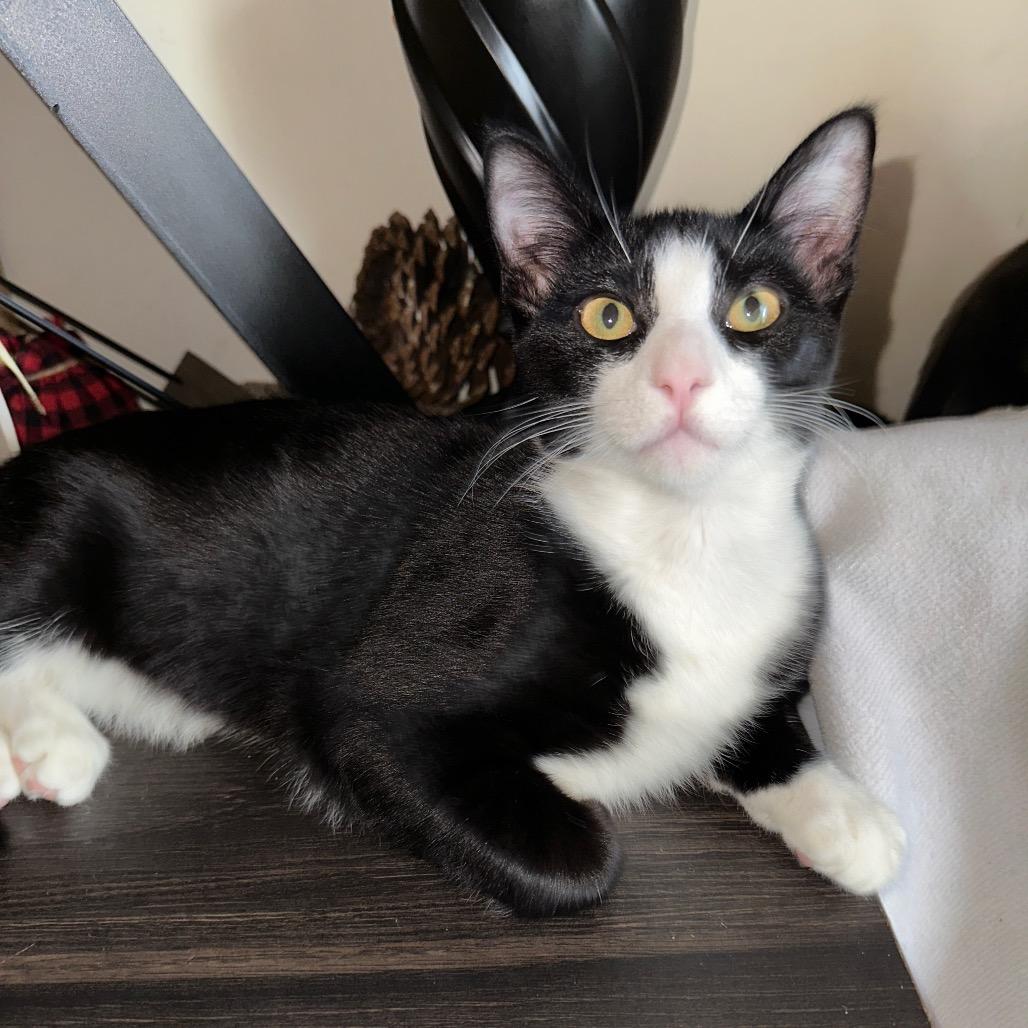 Biggie, Adoptable, Young Male Domestic Short Hair.