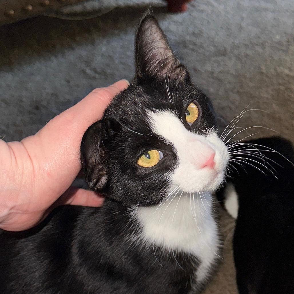 Biggie, a Adoptable Domestic Short Hair in Aberdeen, NC image 2/2