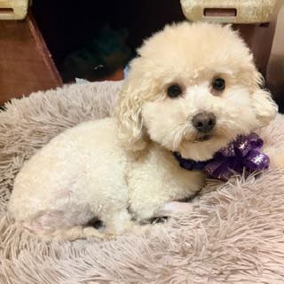 HUGO, a ADOPTABLE Poodle (Toy) in Santa Monica, CA image 1/3