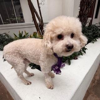 HUGO, a ADOPTABLE Poodle (Toy) in Santa Monica, CA image 3/3