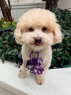 HUGO, a ADOPTABLE Poodle (Toy) in Santa Monica, CA image 2/3