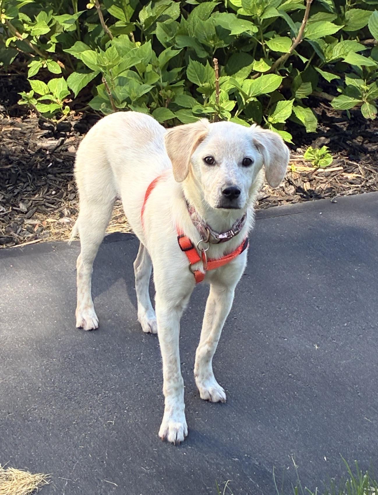 Enlarge Daisy courtesy, an adopted mixed breed in WARREN, RI image 3/4