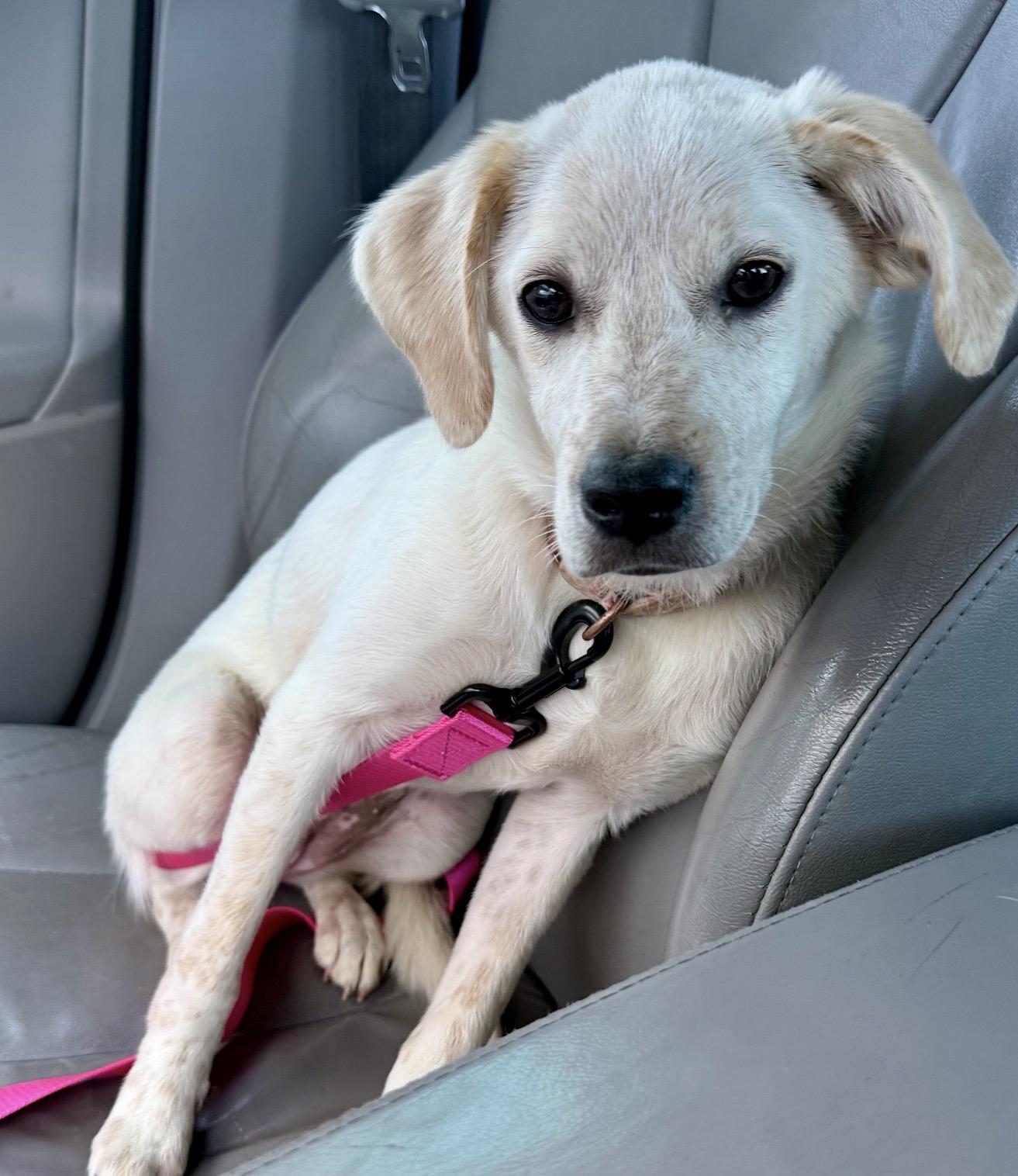 Enlarge Daisy courtesy, a ADOPTABLE mixed breed in WARREN, RI image 1/1