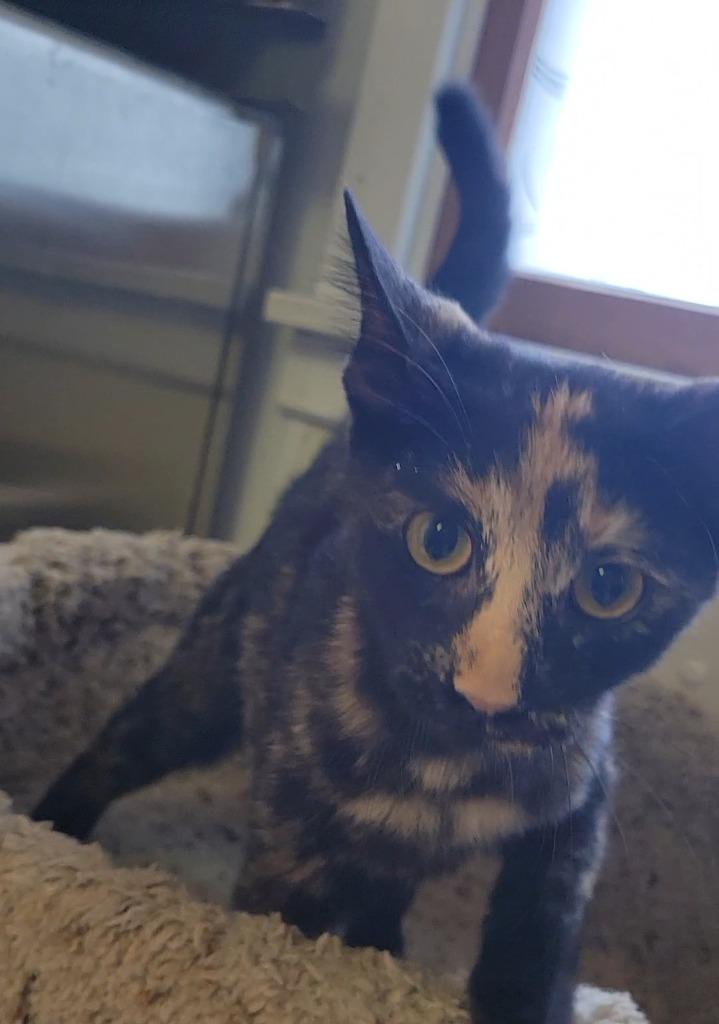 Enlarge CLOVER, a Adoptable mixed breed in Sandusky, OH image 1/1