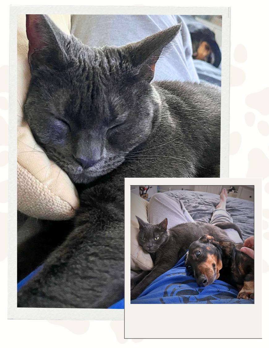 Maisy, a ADOPTABLE Russian Blue in Jersey City, NJ image 3/4