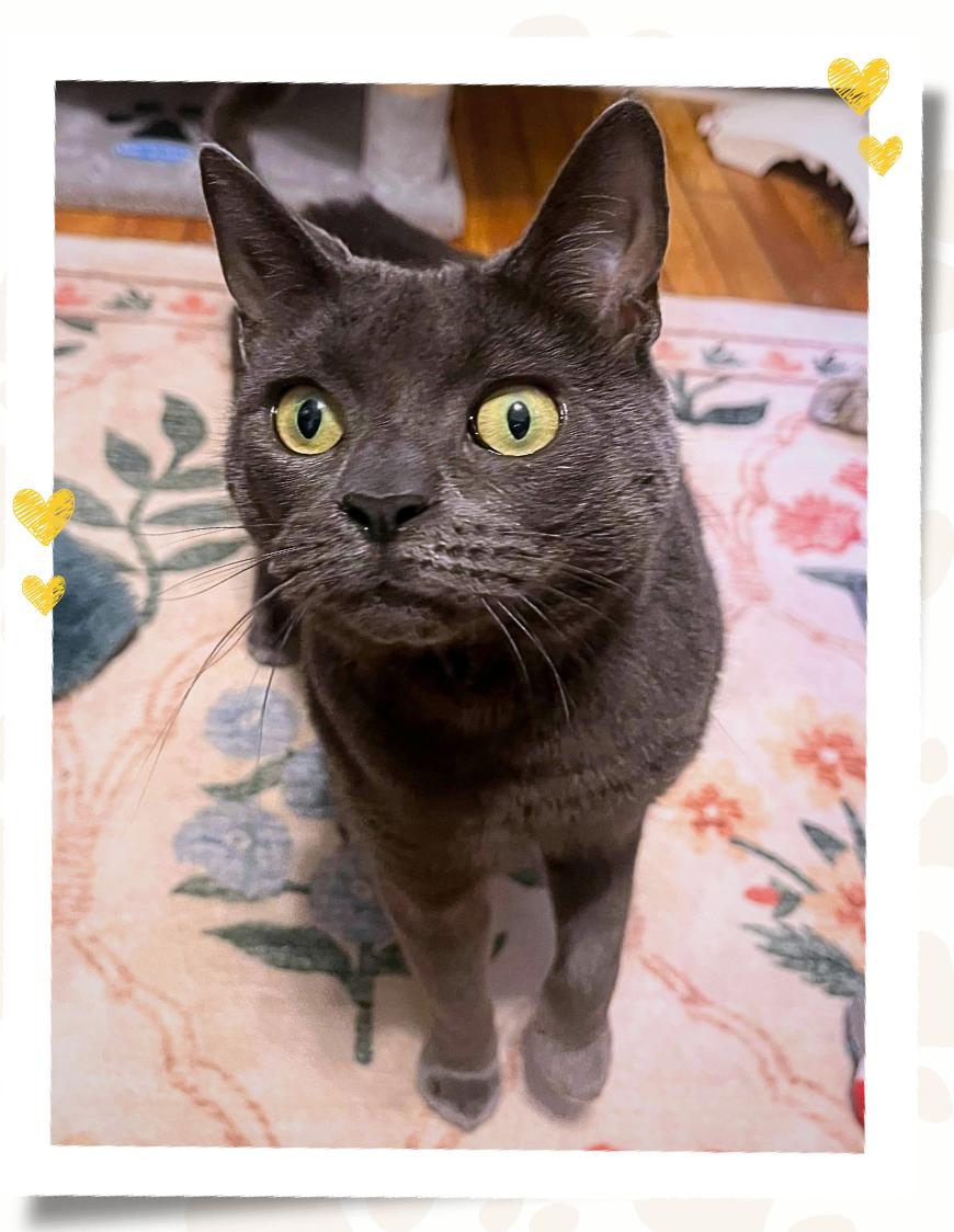 Maisy, a ADOPTABLE Russian Blue in Jersey City, NJ image 2/4