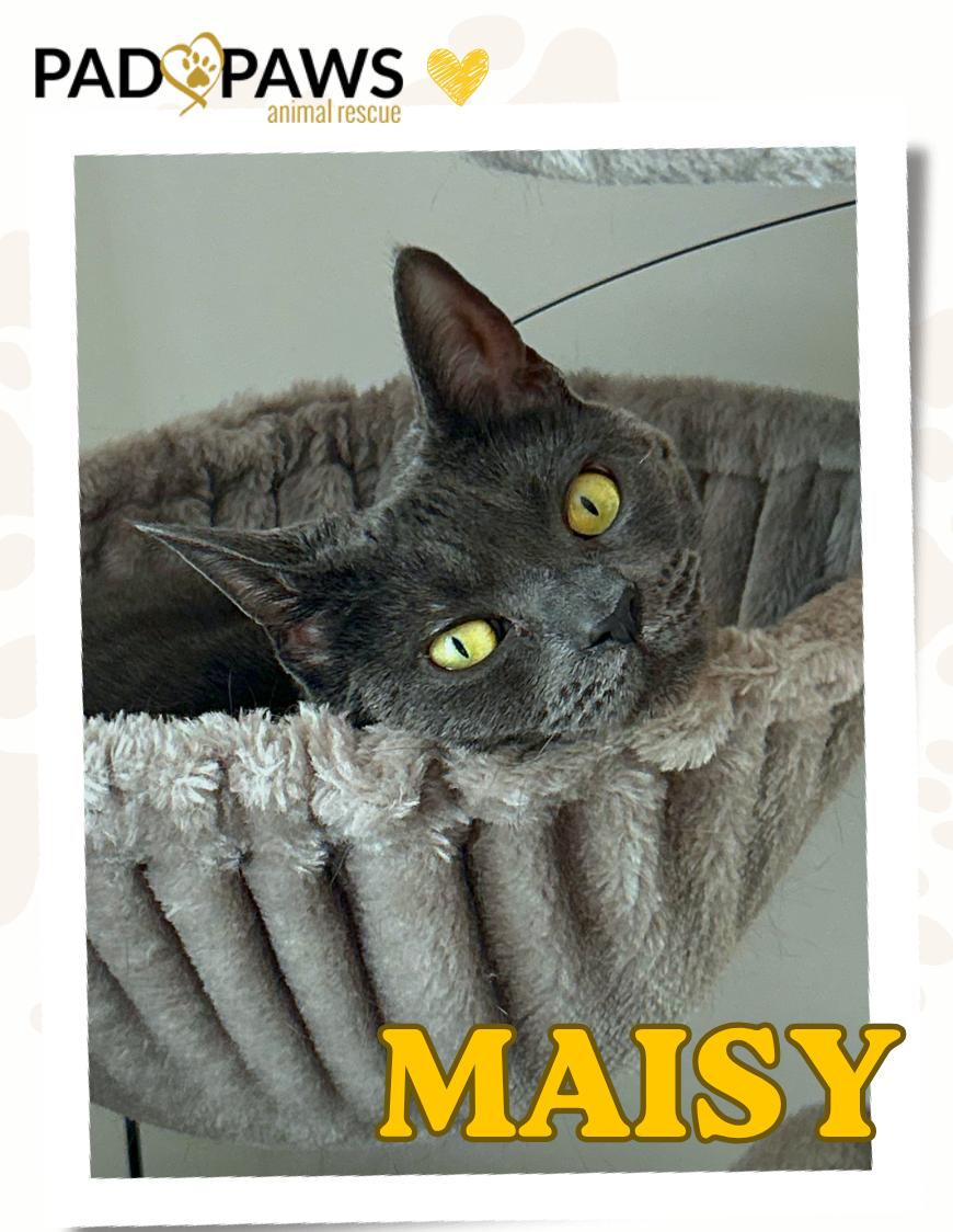 Maisy, ADOPTABLE, Adult Female Russian Blue.