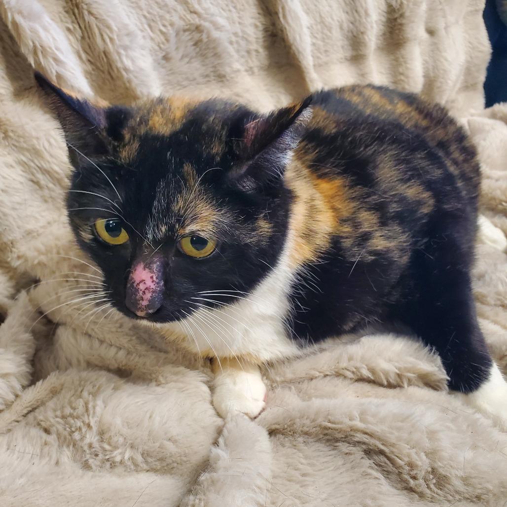 Enlarge Cali, a Adoptable Domestic Medium Hair in Houston, TX image 1/1