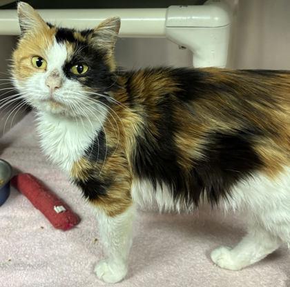 Enlarge 90221a Veeby-Pounce Cat Cafe, a Adoptable mixed breed in North Charleston, SC image 1/2