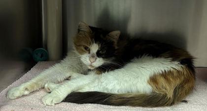 Enlarge 90221a Veeby-Pounce Cat Cafe, a Adoptable mixed breed in North Charleston, SC image 2/2