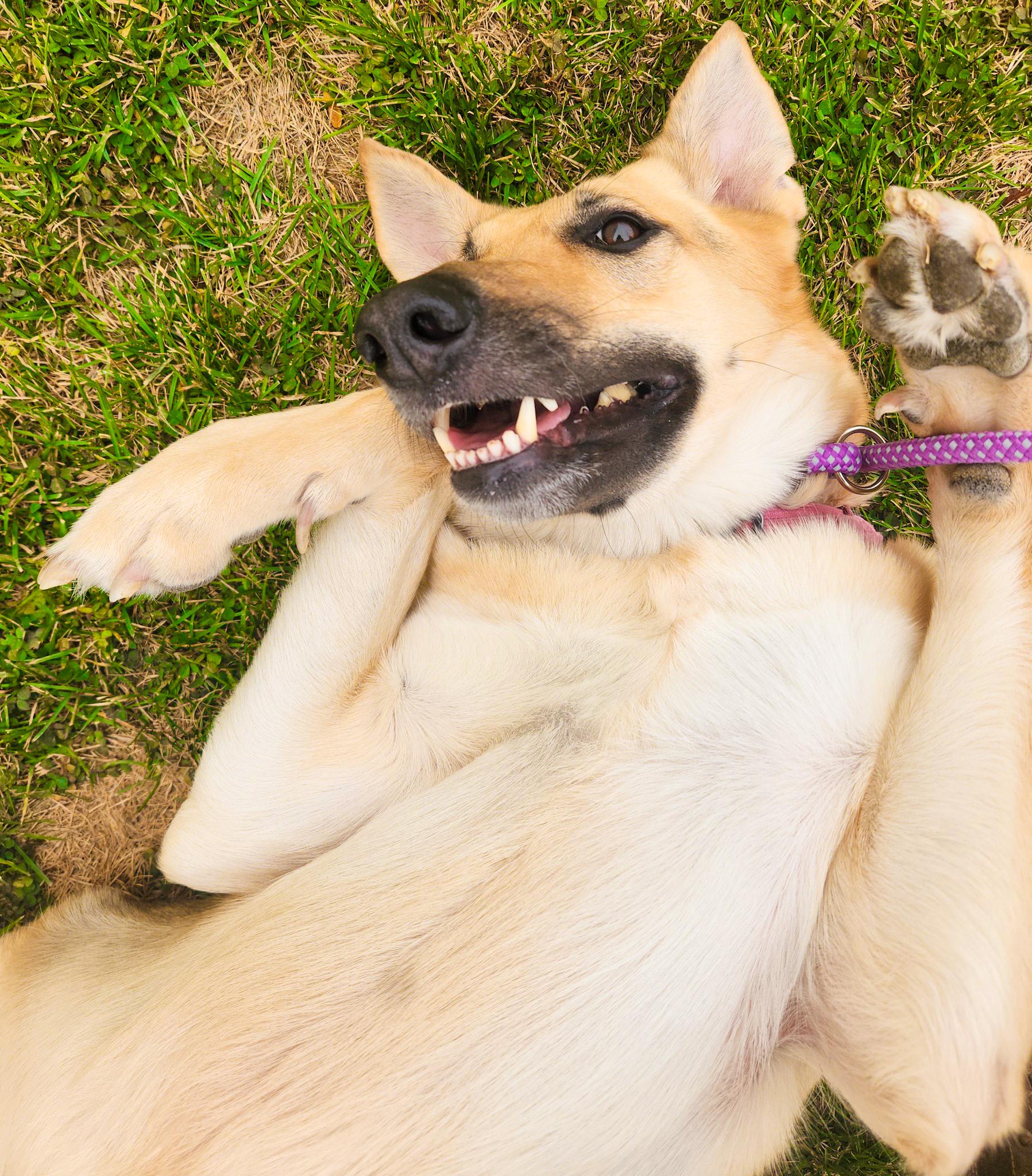 ANGEL- Needs a foster/forever home!