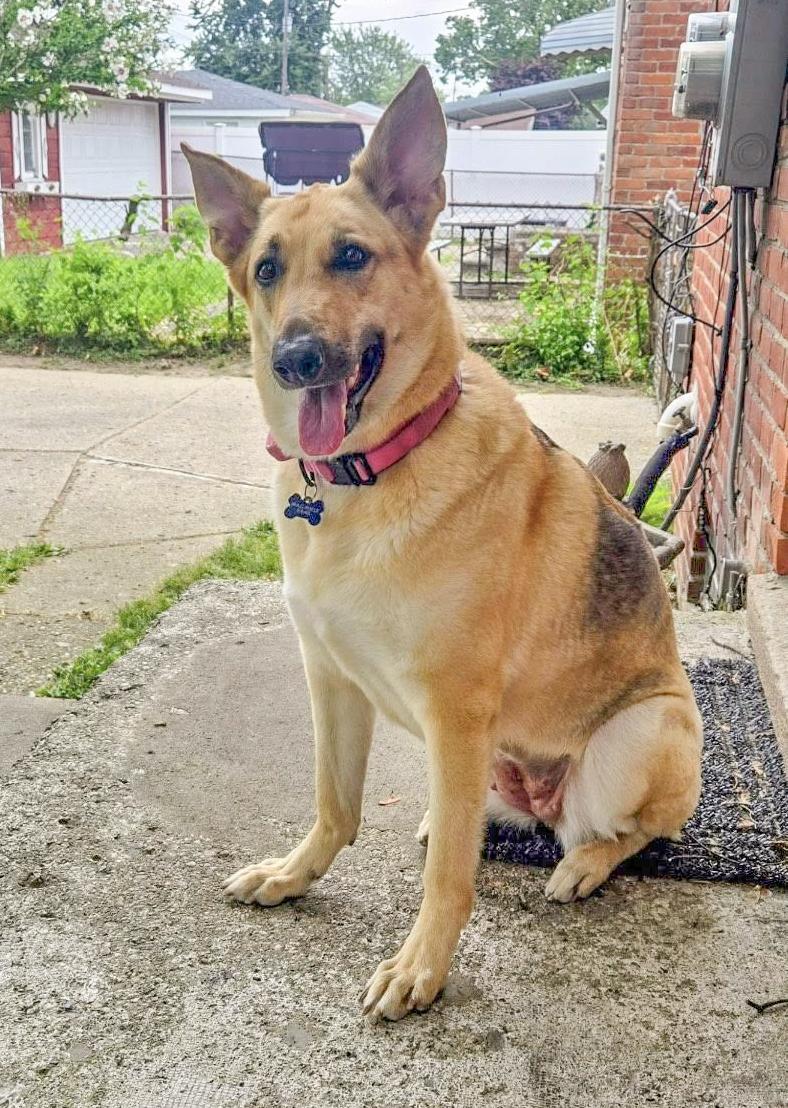 ANGEL- Needs a foster/forever home! — thumbnail 2