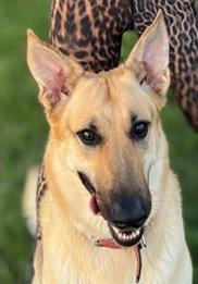 Angel- Needs a foster/forever home!