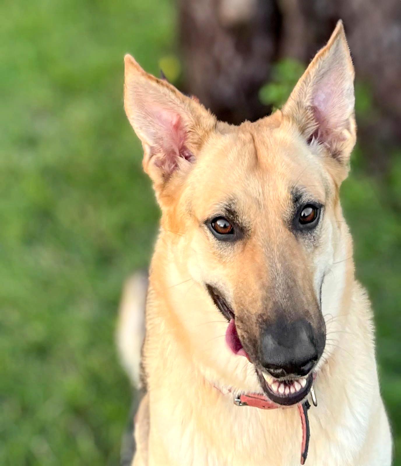 ANGEL- Needs a foster/forever home! — thumbnail 3