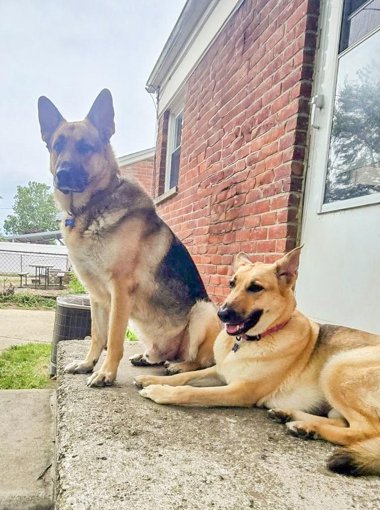 ANGEL- Needs a foster/forever home! — thumbnail 4