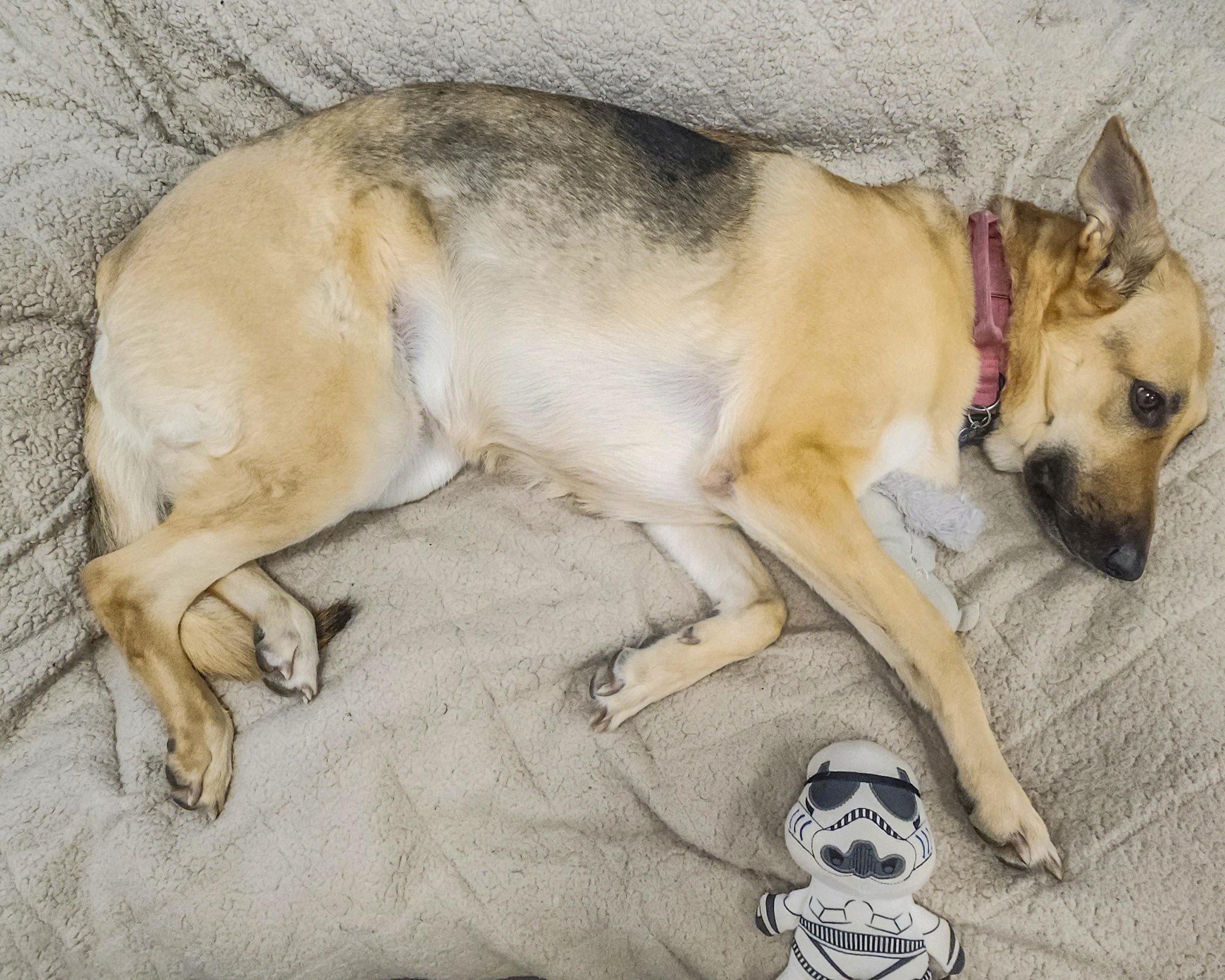 ANGEL- Needs a foster/forever home! — thumbnail 6