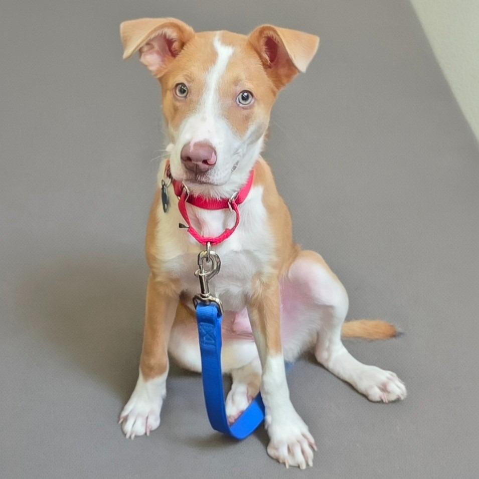 Benny, a Adoptable mixed breed in Columbia, IL image 1/6