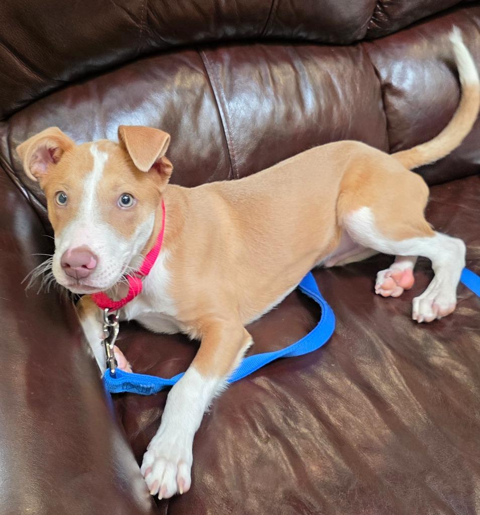 Benny, a Adoptable mixed breed in Columbia, IL image 2/6