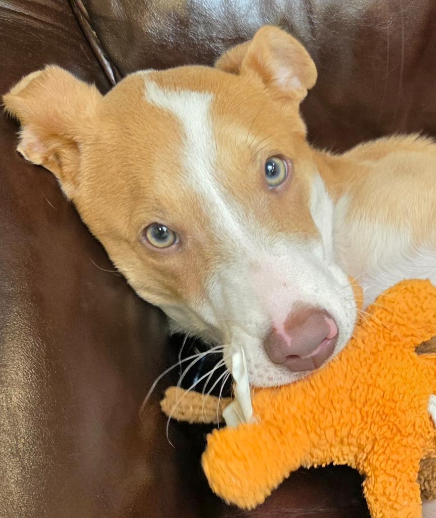 Benny, a Adoptable mixed breed in Columbia, IL image 1/6