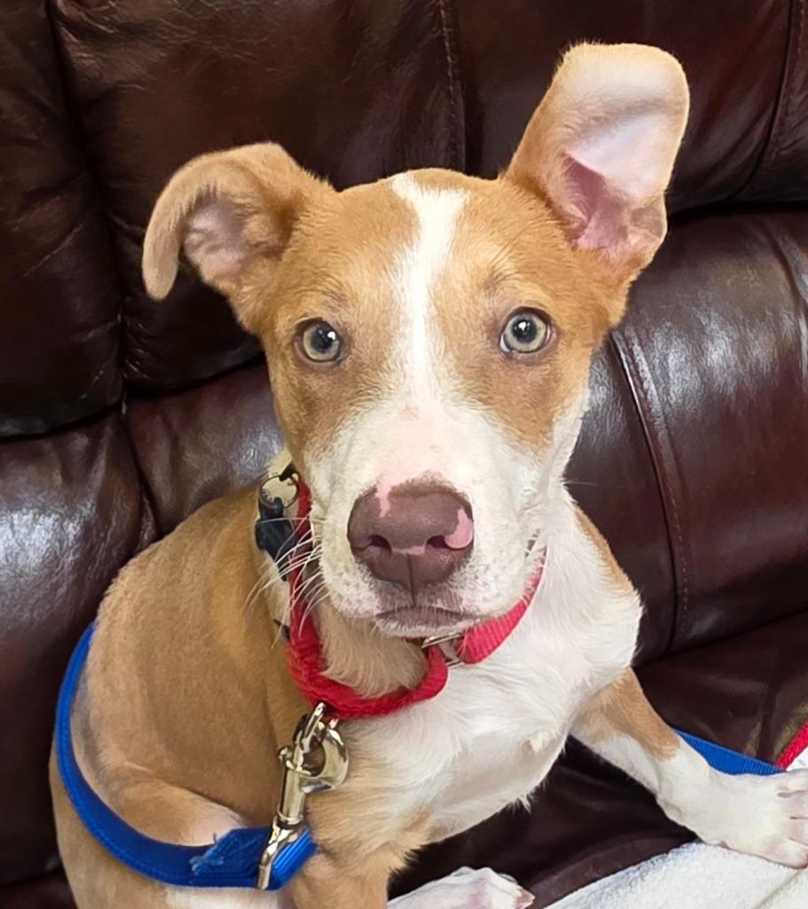 Benny, a Adoptable mixed breed in Columbia, IL image 2/6