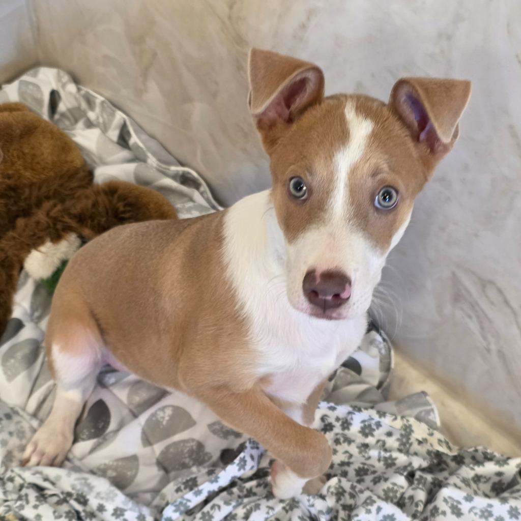 Benny, a Adoptable mixed breed in Columbia, IL image 3/6