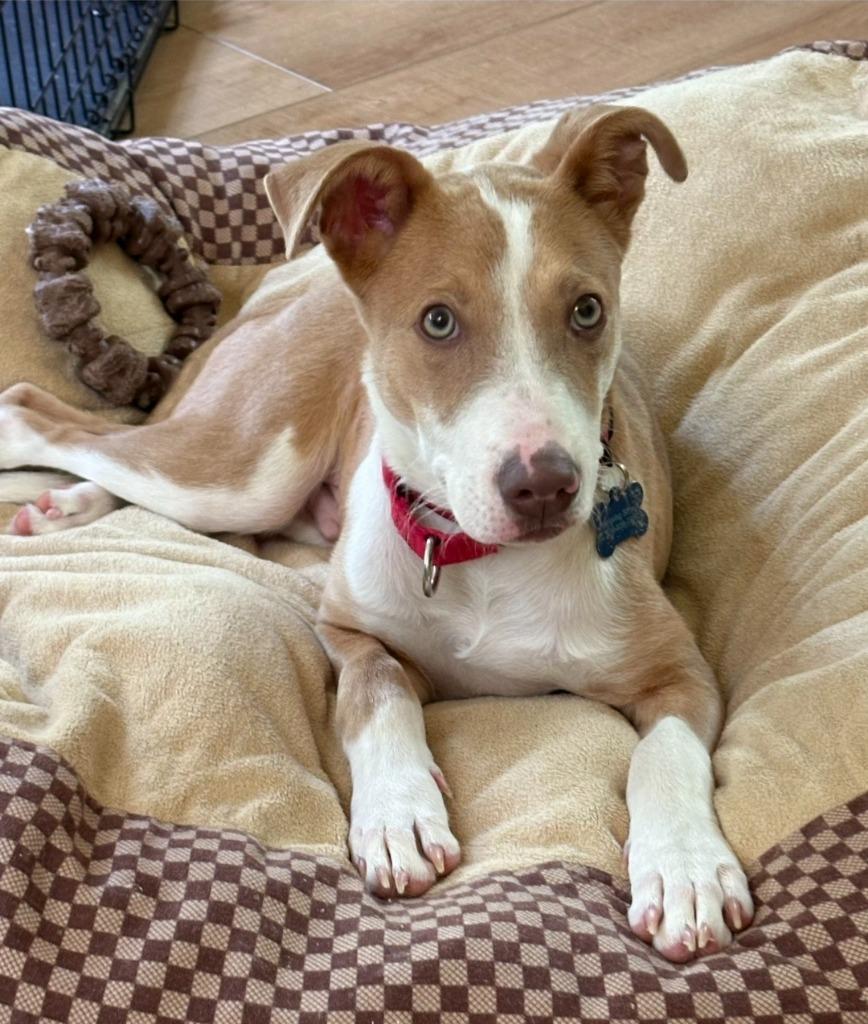 Benny, a Adoptable mixed breed in Columbia, IL image 4/6