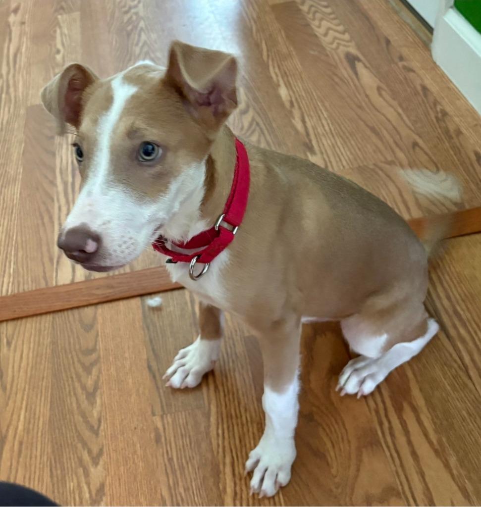 Benny, a Adoptable mixed breed in Columbia, IL image 5/6