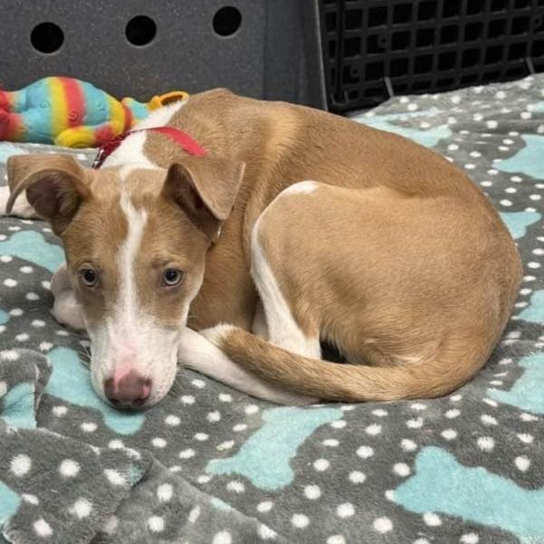 Benny, a Adoptable mixed breed in Columbia, IL image 6/6