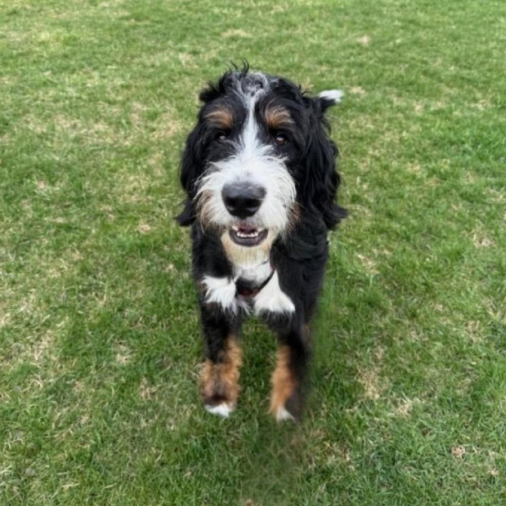 Enlarge Arlo, an adopted Bernadoodle in Greensburg, PA image 3/5