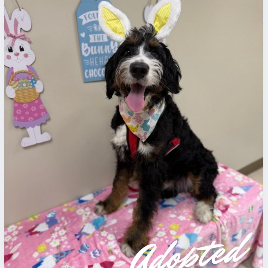 Enlarge Arlo, an adopted Bernadoodle in Greensburg, PA image 2/5