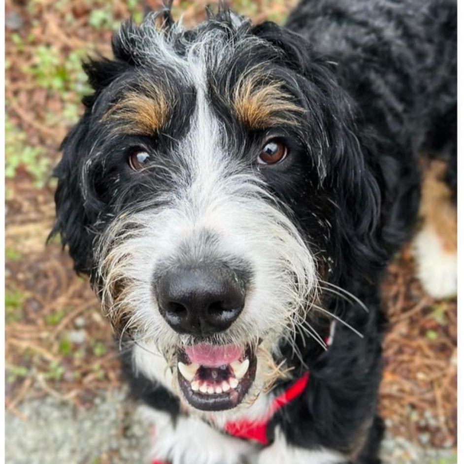 Enlarge Arlo, an adopted Bernadoodle in Greensburg, PA image 1/5