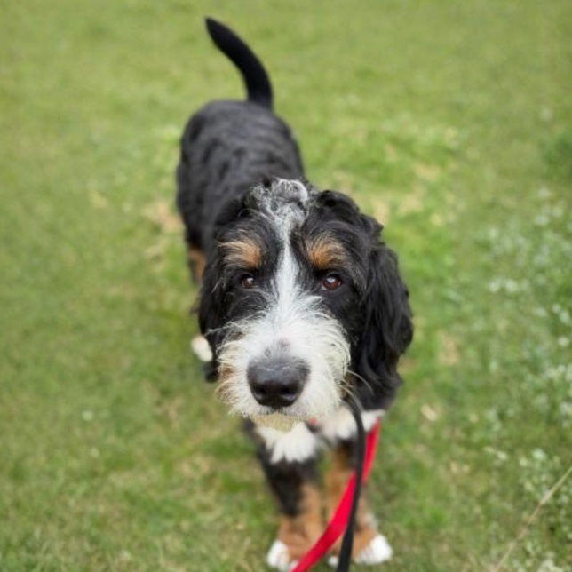 Enlarge Arlo, an adopted Bernadoodle in Greensburg, PA image 4/5
