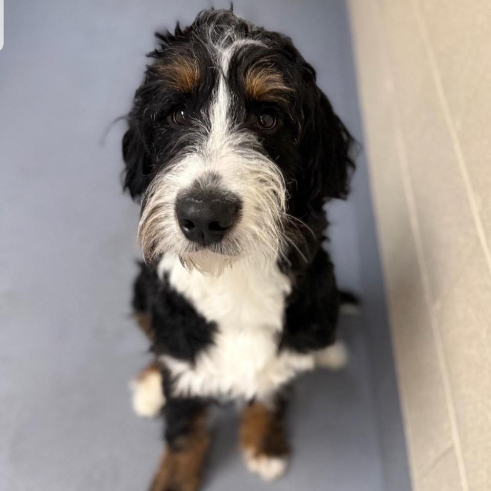 Enlarge Arlo, an adopted Bernadoodle in Greensburg, PA image 5/5