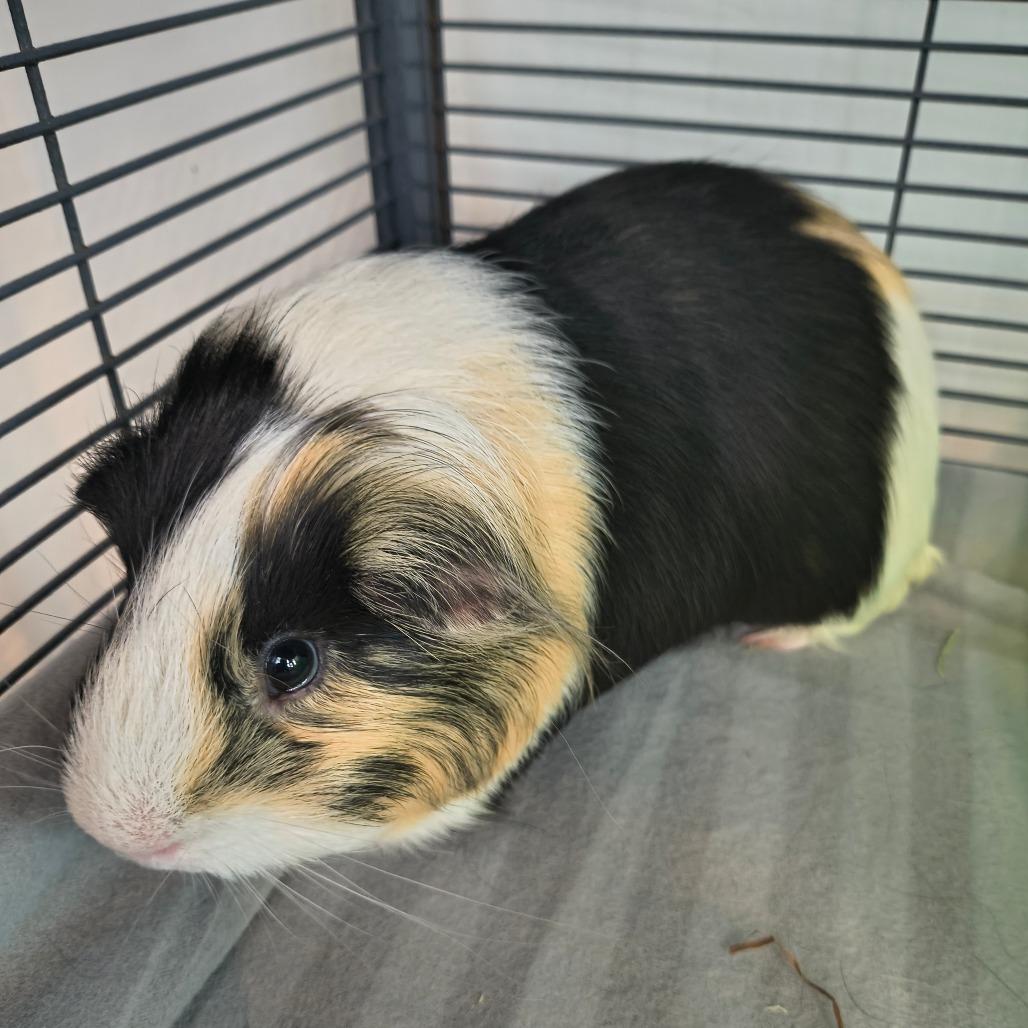 Kody, Adoptable, Young Male Guinea Pig.