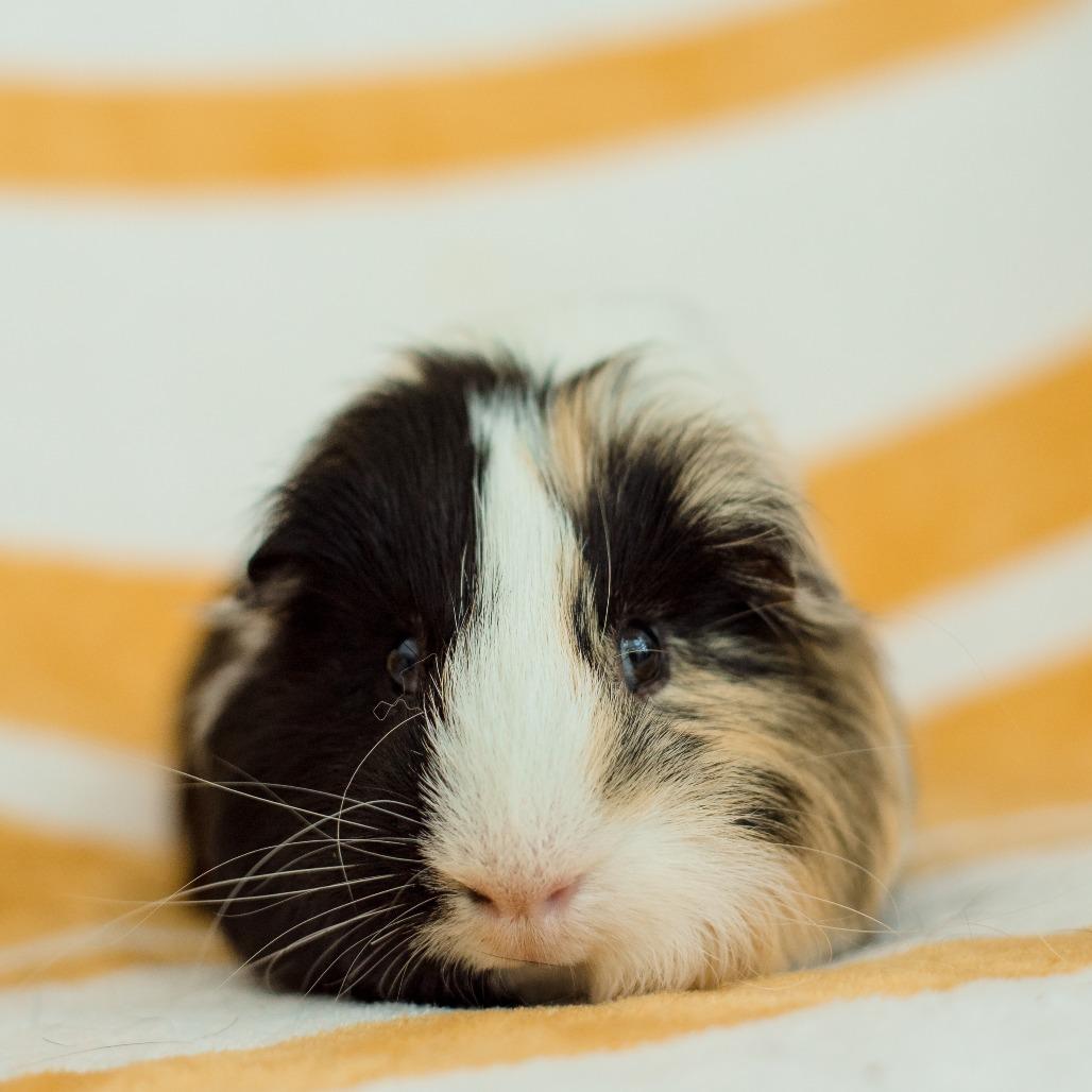 Enlarge Kody, a Adoptable Guinea Pig in Warwick, RI image 2/3