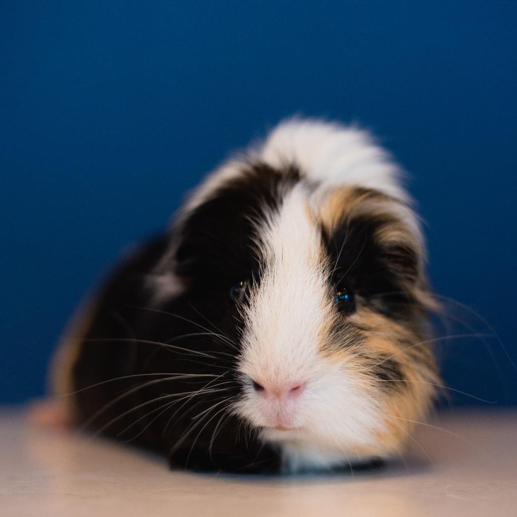 Enlarge Kody, a Adoptable Guinea Pig in Warwick, RI image 3/3