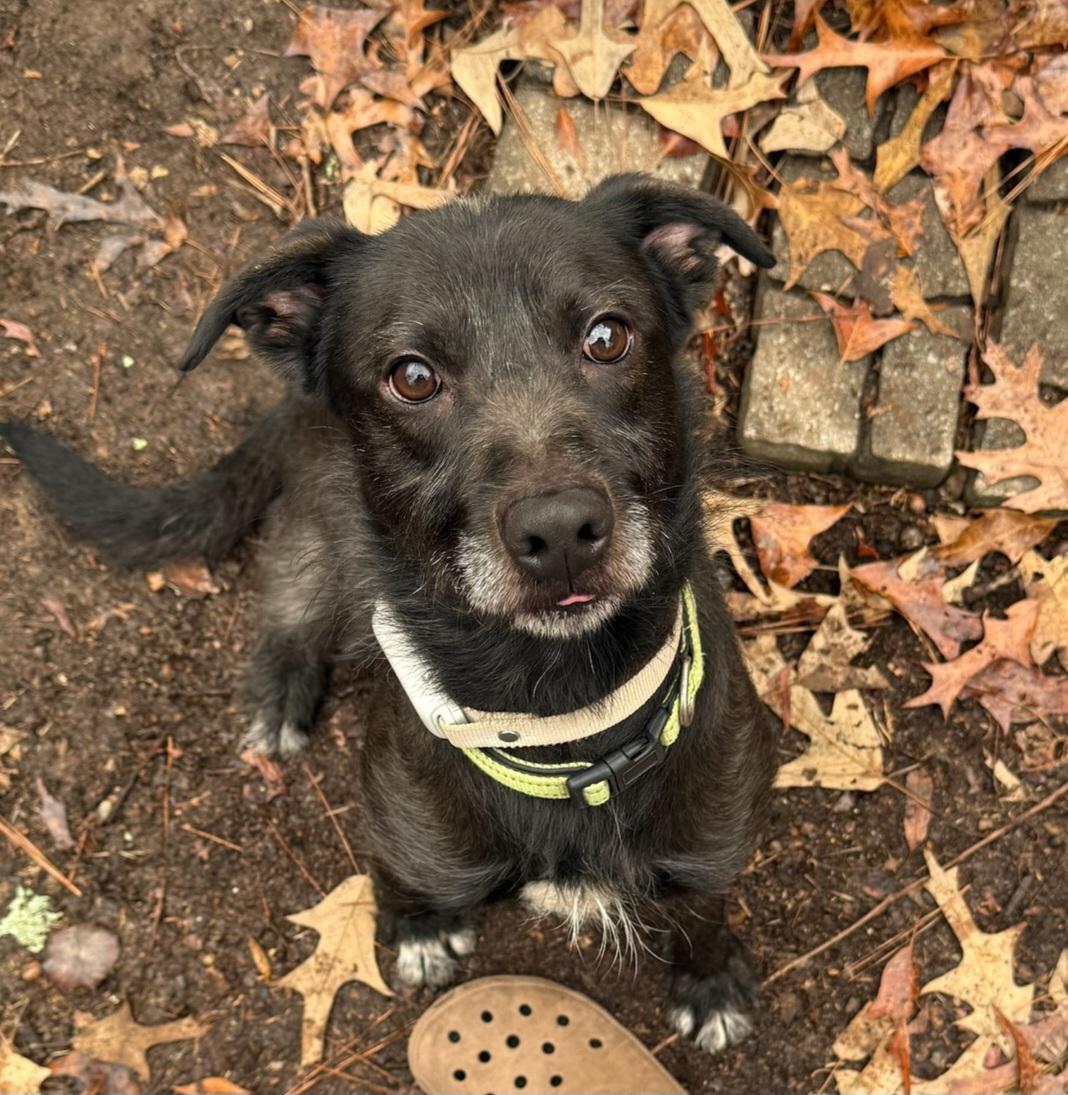 Chevy, ADOPTABLE, Adult Male Terrier.