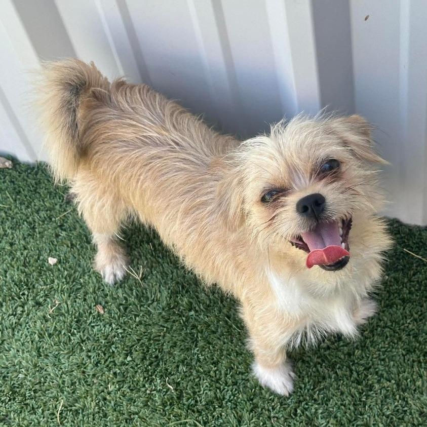 BamBam AVAILABLE NOW, Adoptable, Young Male Terrier & Shih Tzu.