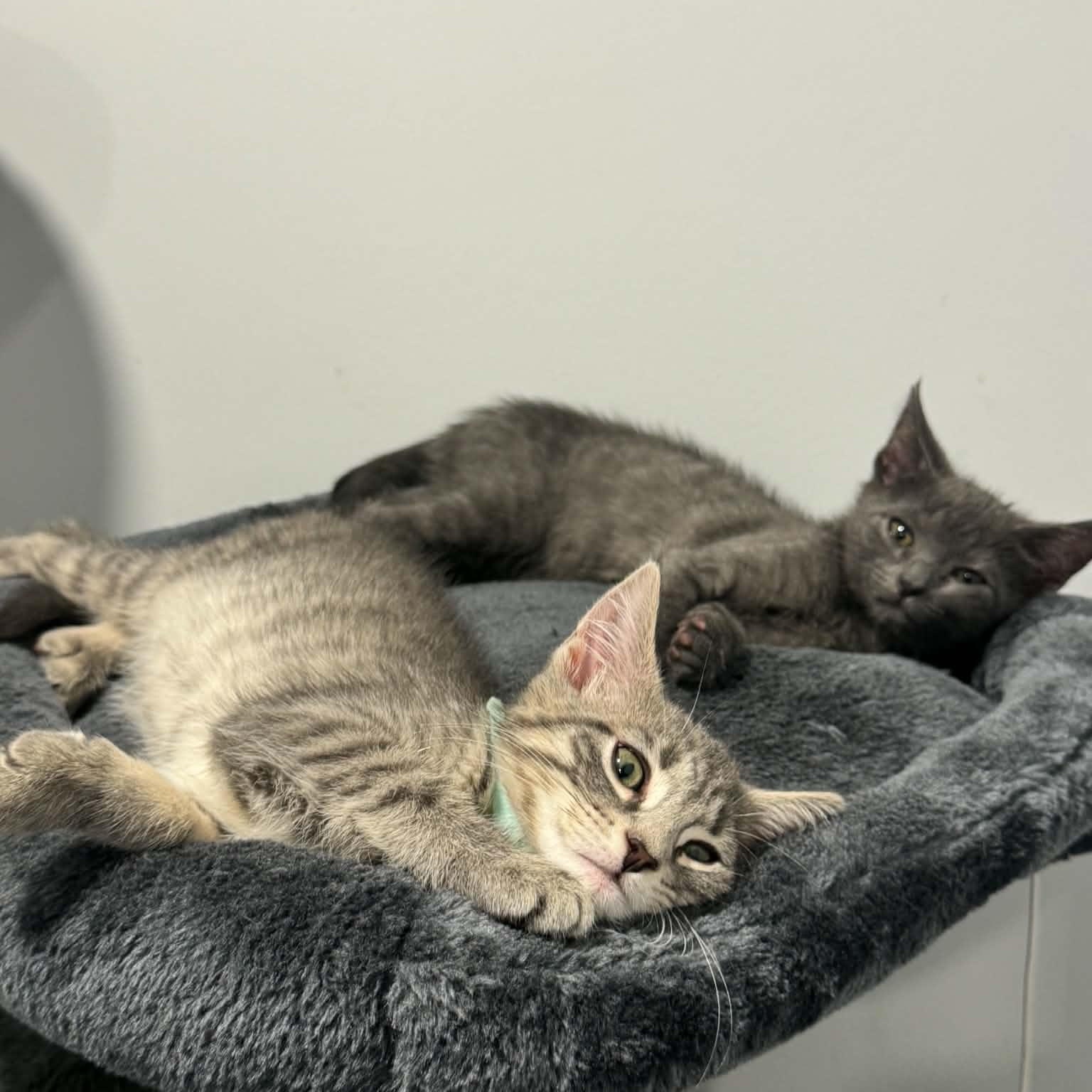 Enlarge Liberty, a ADOPTABLE American Shorthair in Danbury, CT image 2/3