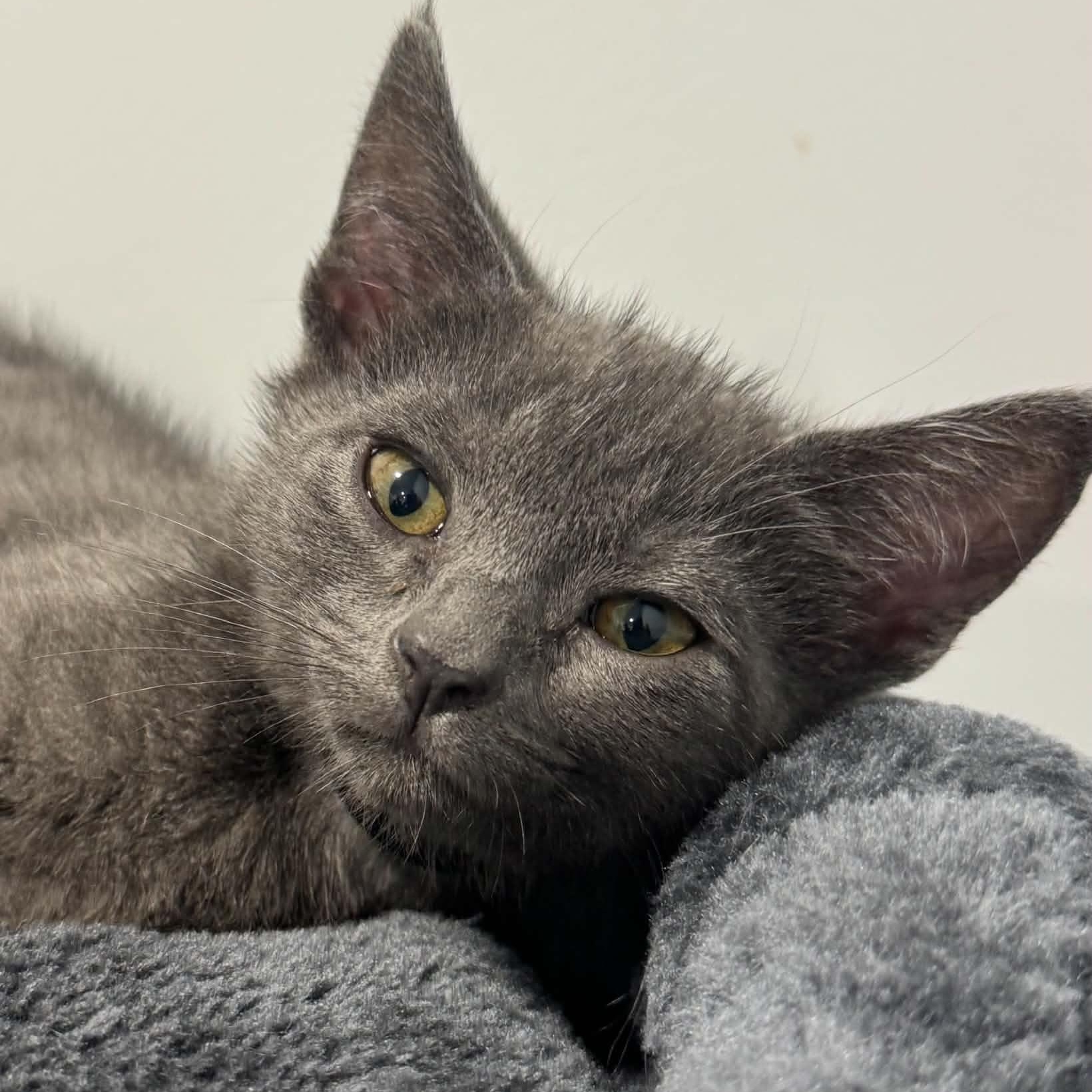Liberty, ADOPTABLE, Kitten Female American Shorthair.