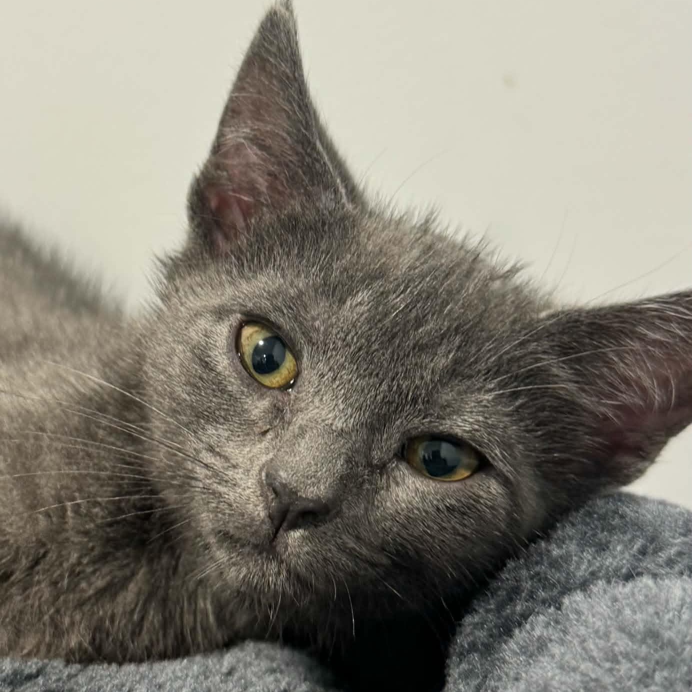 Enlarge Liberty, a ADOPTABLE American Shorthair in Danbury, CT image 3/3
