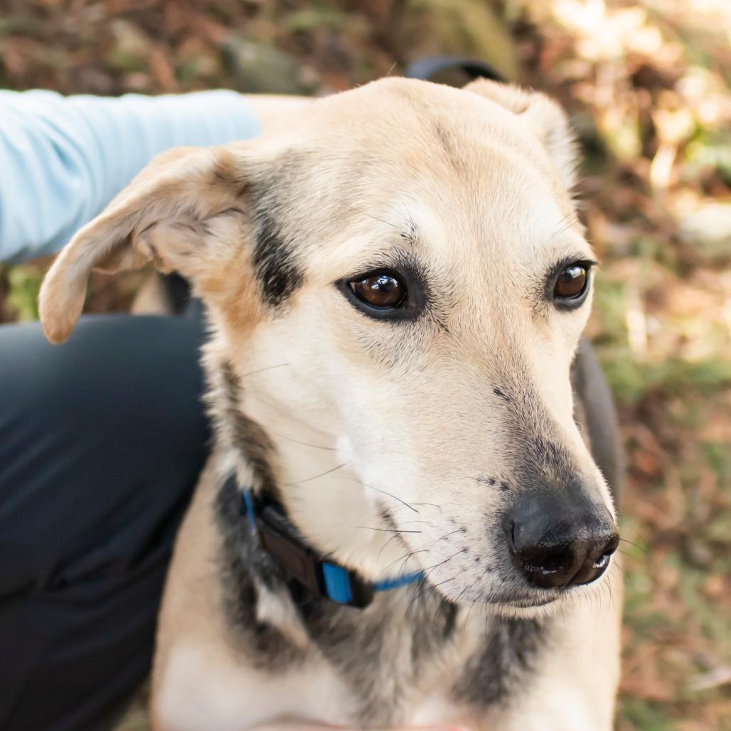 Enlarge Madigan, a Adoptable Mixed Breed in Middletown, RI image 1/3