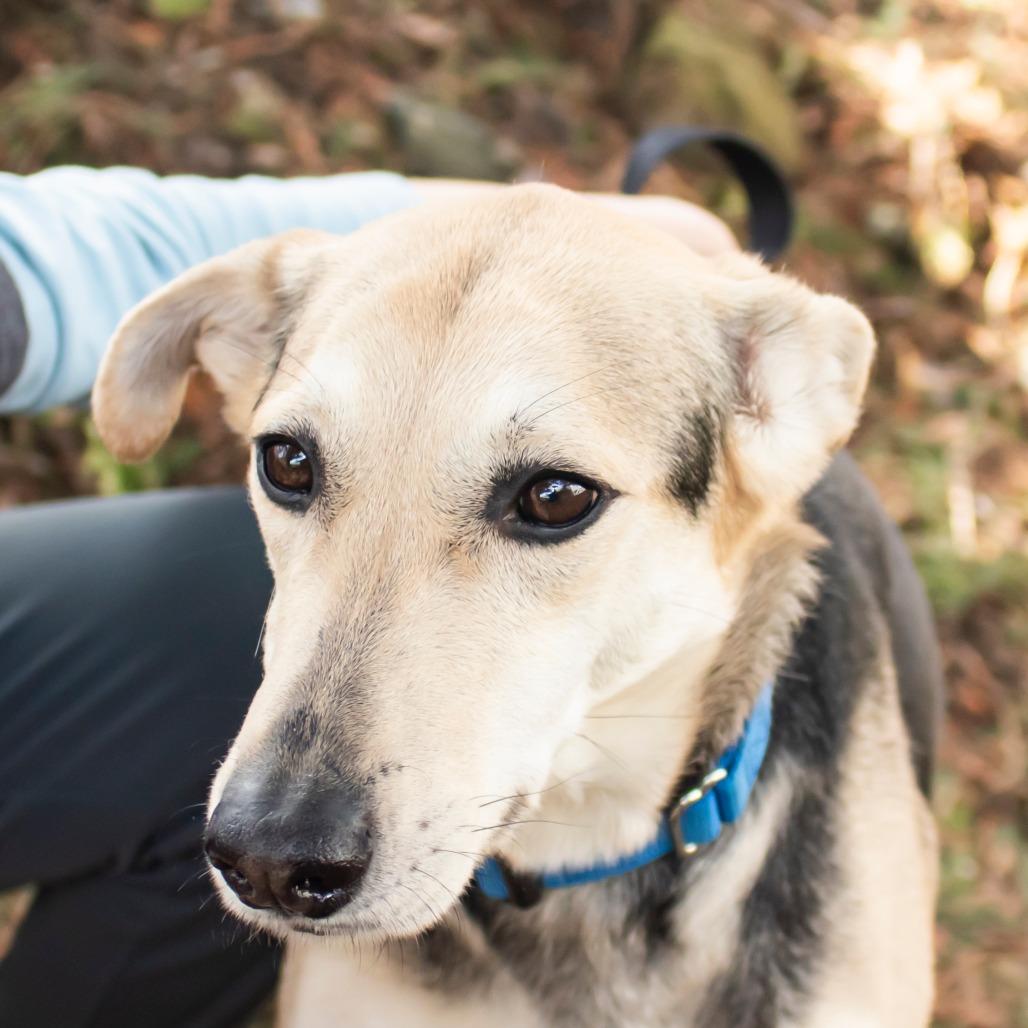 Enlarge Madigan, a Adoptable Mixed Breed in Middletown, RI image 2/3