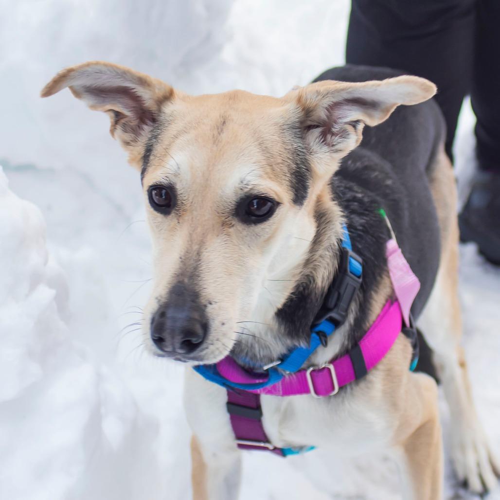 Enlarge Madigan, a Adoptable Mixed Breed in Middletown, RI image 3/3