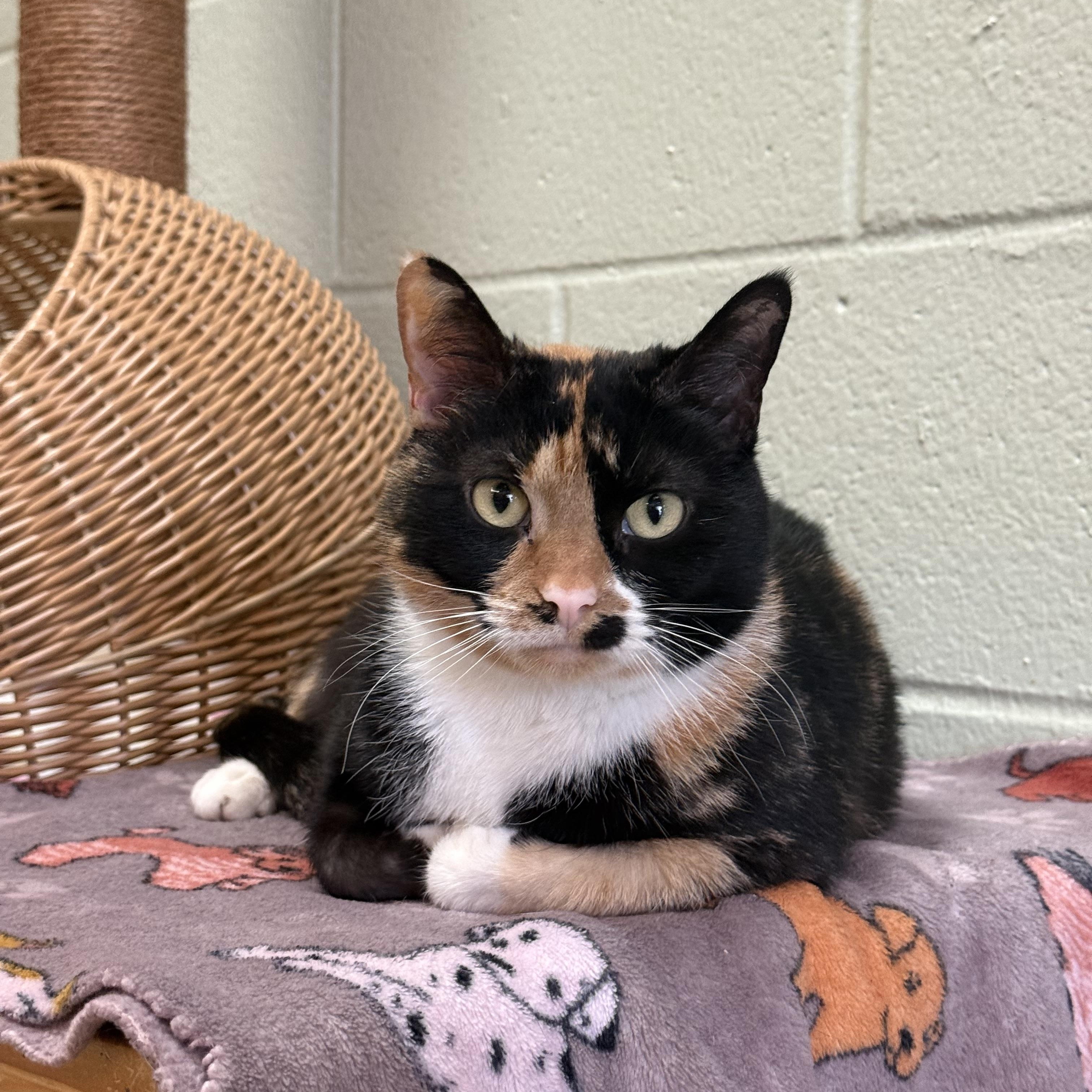Enlarge Harlow, a ADOPTABLE Domestic Short Hair in Brownsville, VT image 1/1
