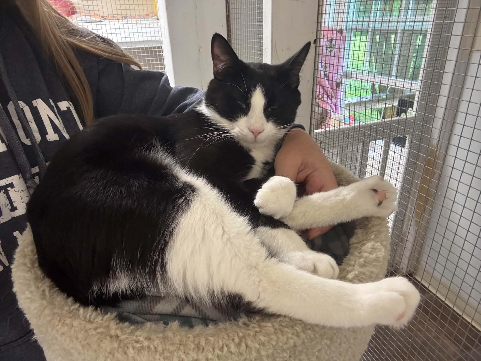 Boots - Foster Needed, a ADOPTABLE Domestic Short Hair in Queenstown, MD image 2/6